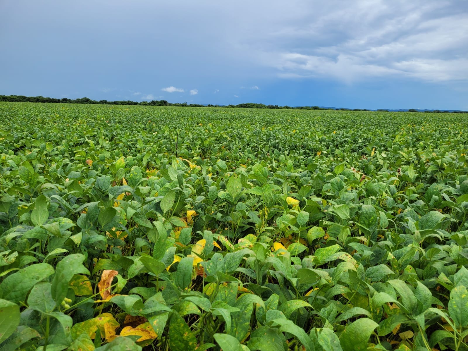 Fazenda - 550 ha