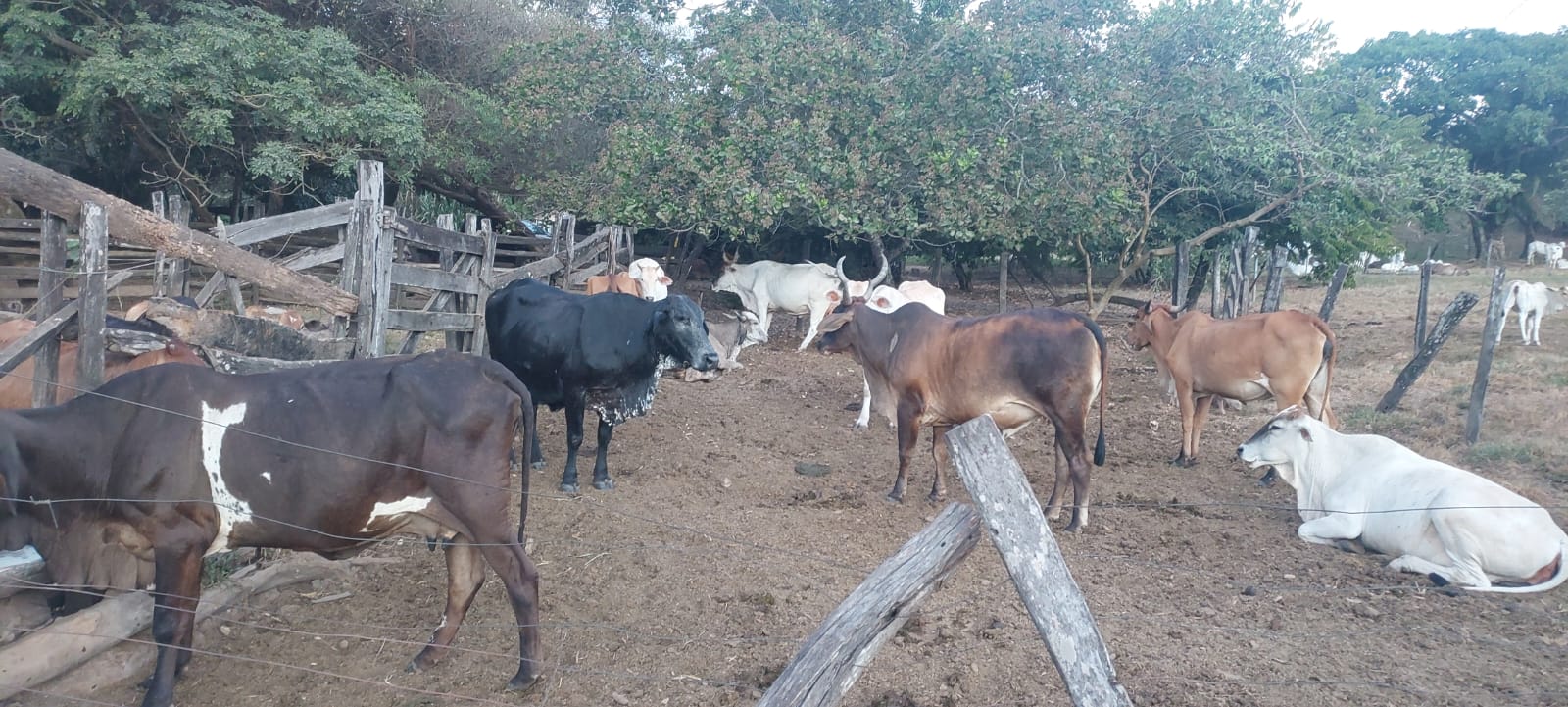 Fazenda - 659 ha - PECUARIA