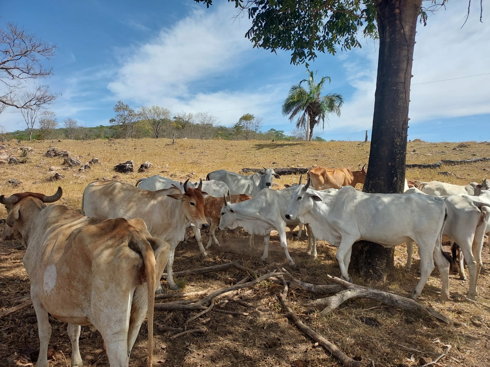 Fazenda - 659 ha - PECUARIA