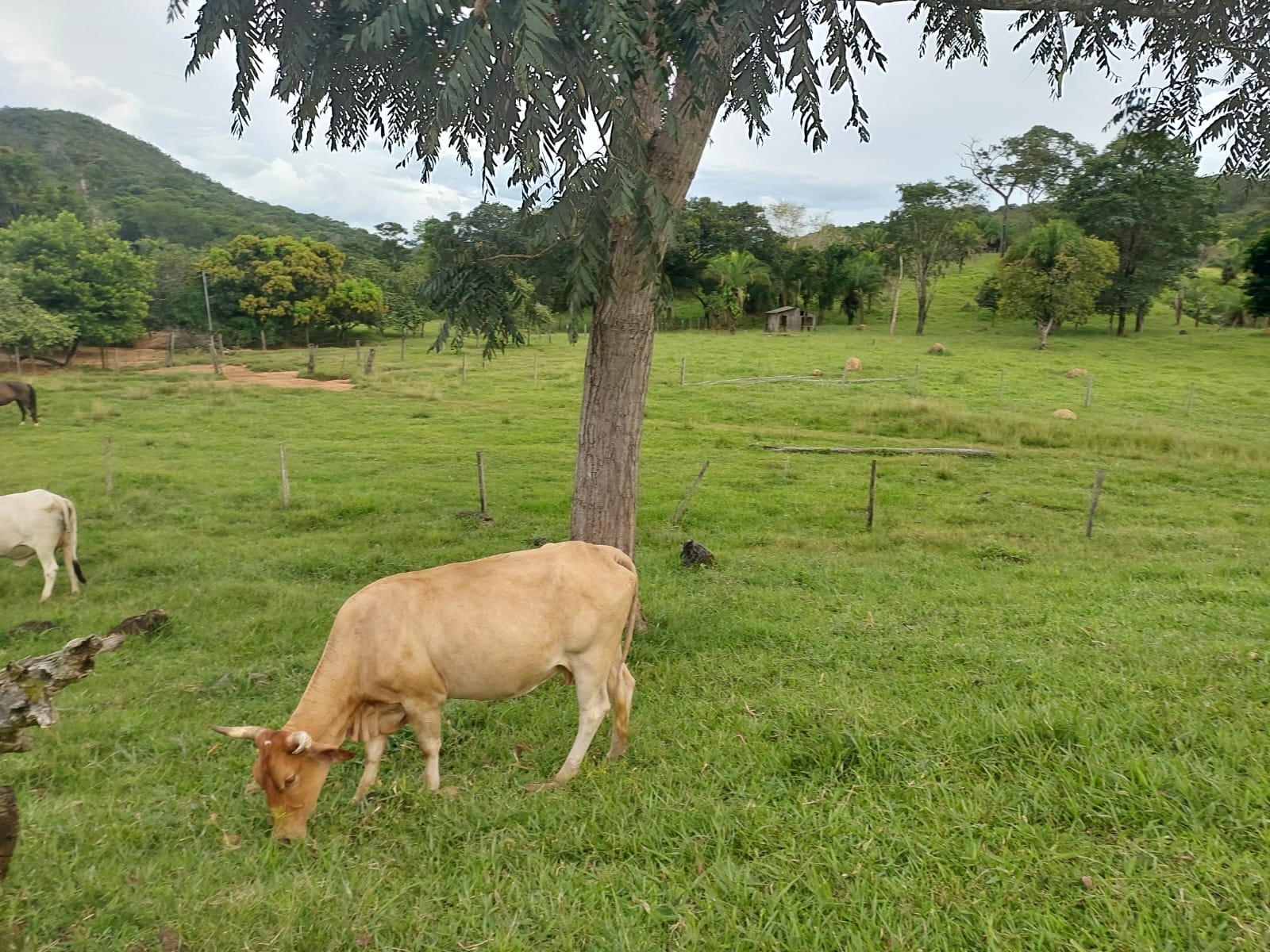 Fazenda - 659 ha - PECUARIA