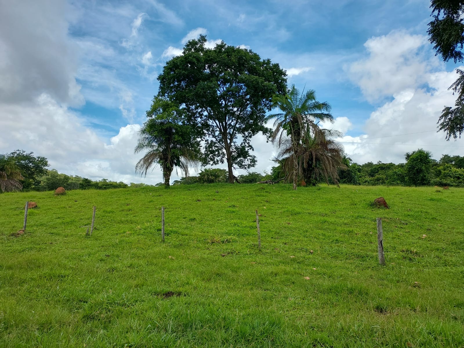 Fazenda - 659 ha - PECUARIA