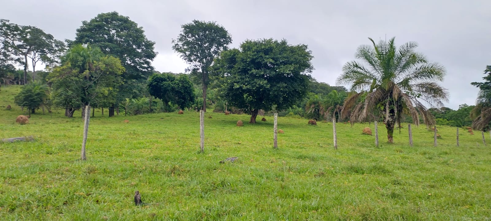 Fazenda - 659 ha - PECUARIA
